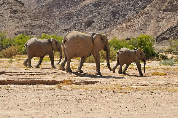 Group of the rare Namibian Desert Elephant -Loxodonta africana-, Hoanib River, Namib desert, Kaokoland, Kaokoveld, Kunene Province, Namibia