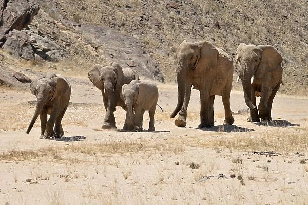 Group of the rare Namibian Desert Elephant -Loxodonta africana-, Hoanib River, Namib Desert, Kaokoland, Kaokoveld, Kunene Province, Namibia