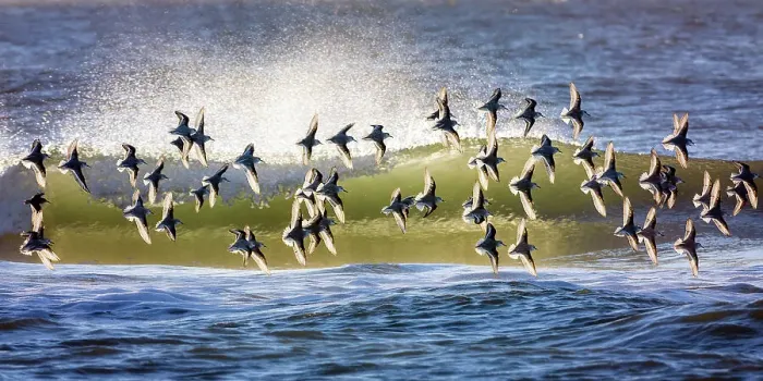 Framed Print : Group of Sanderling Birds Backlit in Flight Against Waves at Robert Moses Beach, Long Island Framed Print : Group of Sanderling Birds Backlit in Flight Against Waves at Robert Moses Beach, Long Island