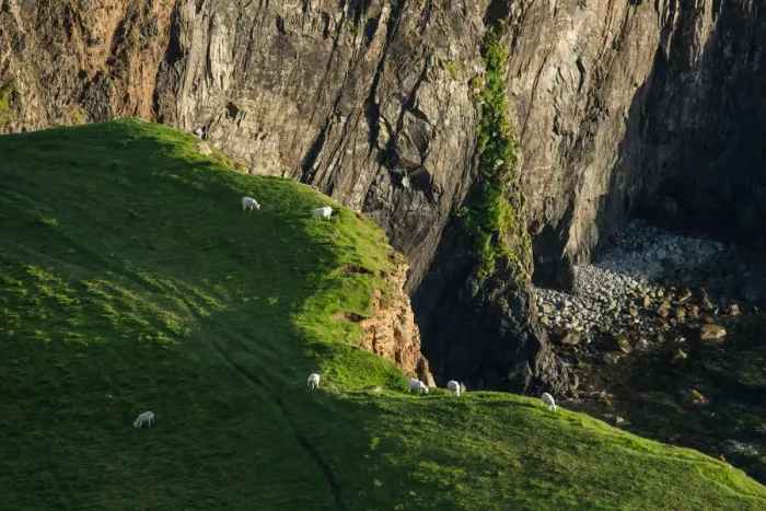 Framed Print : Group of sheep at Isle of Skye Framed Print : Group of sheep at Isle of Skye