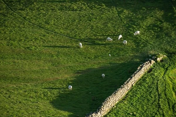 Group of sheep at Isle of Skye