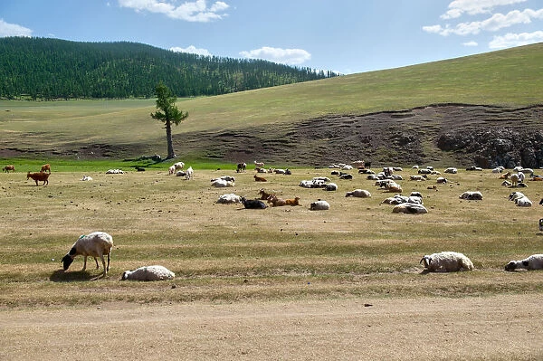 Group of sheep at Orkhon Valley in centreal Mongolia