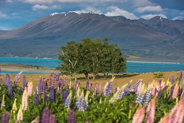group of trees and lupines field at Lake Tekapo