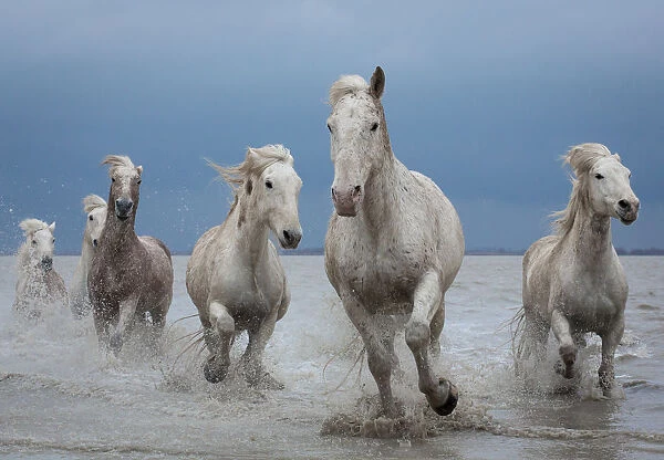 Group of white Camargue horses running through water, Camargue region, France