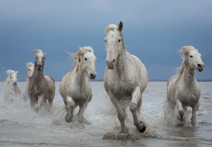 Framed Print : Group of white Camargue horses running through water, Camargue region, France
