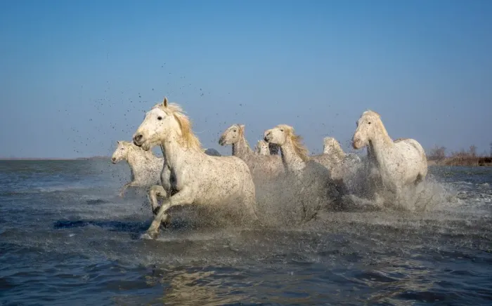 Framed Print : Group of white Camargue horses running through water, Camargue region, France Framed Print : Group of white Camargue horses running through water, Camargue region, France