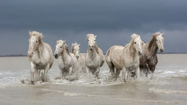 Group of white Camargue horses walking through water, Camargue region, France