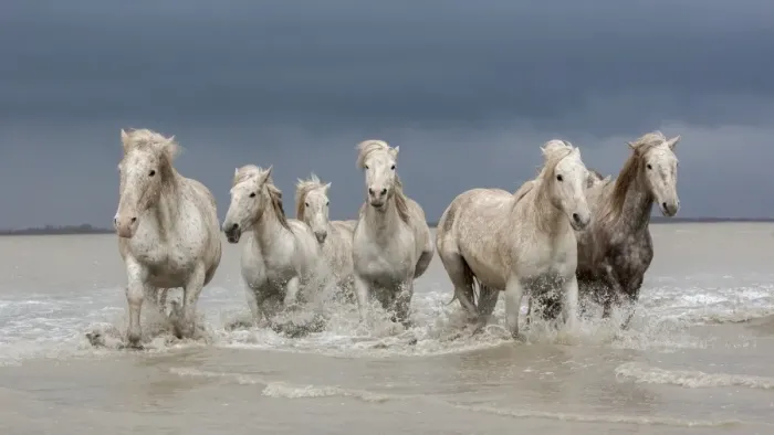 Framed Print : Group of white Camargue horses walking through water, Camargue region, France Framed Print : Group of white Camargue horses walking through water, Camargue region, France