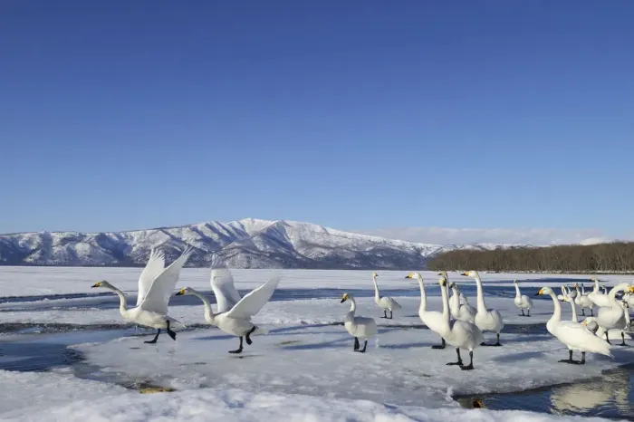 Framed Print : Group of Whooper Swans -Cygnus cygnus-, some taking-off, Kussharo Lake, Kawayu Onsen, Hokkaido, Japan Framed Print : Group of Whooper Swans -Cygnus cygnus-, some taking-off, Kussharo Lake, Kawayu Onsen, Hokkaido, Japan