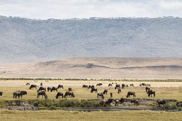 Group of wildebeest grazing on the Ngorongoro Crater