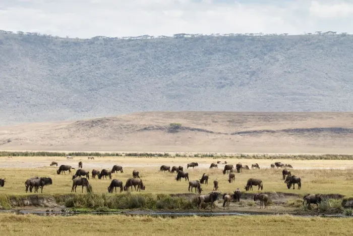 Framed Print : Group of wildebeest grazing on the Ngorongoro Crater Framed Print : Group of wildebeest grazing on the Ngorongoro Crater