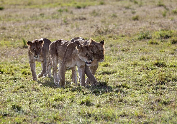 Group of young Lions -Panthera leo-, Masai Mara National Reserve, Kenya, East Africa, Africa, PublicGround