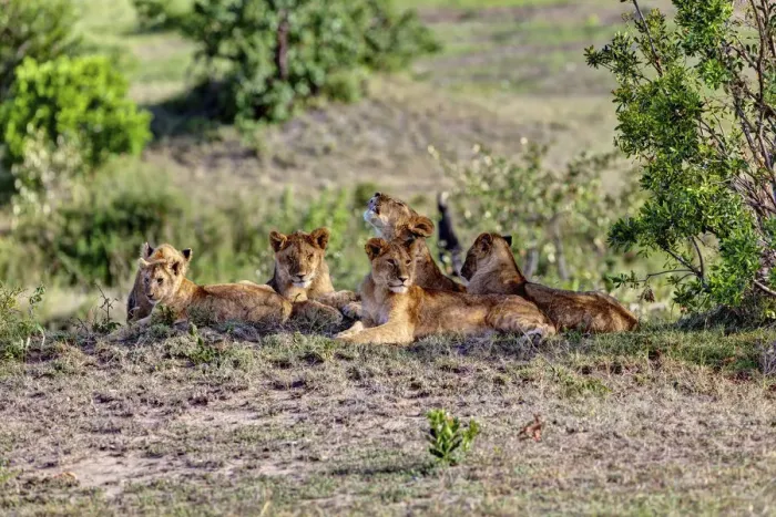 Framed Print : Group of young Lions -Panthera leo- resting, Masai Mara National Reserve, Kenya, East Africa, Africa, PublicGround Framed Print : Group of young Lions -Panthera leo- resting, Masai Mara National Reserve, Kenya, East Africa, Africa, PublicGround