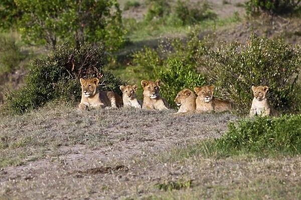 Group of young Lions -Panthera leo- resting, Masai Mara National Reserve, Kenya, East Africa, Africa, PublicGround