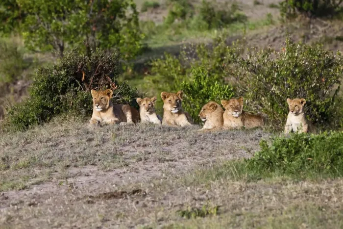 Framed Print : Group of young Lions -Panthera leo- resting, Masai Mara National Reserve, Kenya, East Africa, Africa, PublicGround Framed Print : Group of young Lions -Panthera leo- resting, Masai Mara National Reserve, Kenya, East Africa, Africa, PublicGround