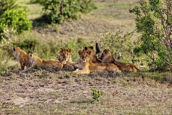 Group of young Lions -Panthera leo- resting, Masai Mara National Reserve, Kenya, East Africa, Africa, PublicGround