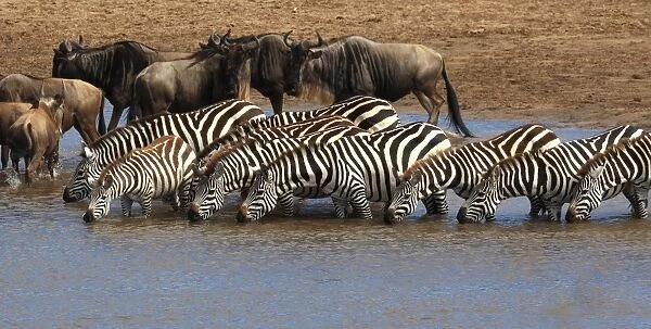 Group of zebras checking for crocodiles in river