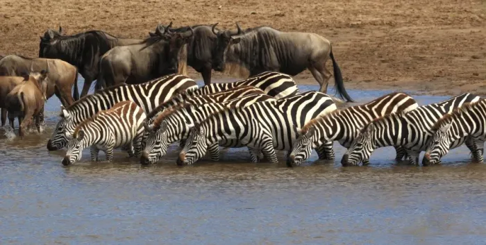 Framed Print : Group of zebras checking for crocodiles in river Framed Print : Group of zebras checking for crocodiles in river