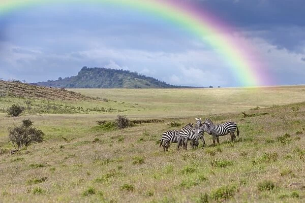 A group of zebras -Equus quagga boehmi- with rainbow, Lake Nakuru National Park, Kenya, East Africa, Africa, PublicGround