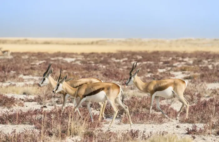 Framed Print : Groupe of springboks -Antidorcas marsupialis-, Etosha National Park, Namibia Framed Print : Groupe of springboks -Antidorcas marsupialis-, Etosha National Park, Namibia