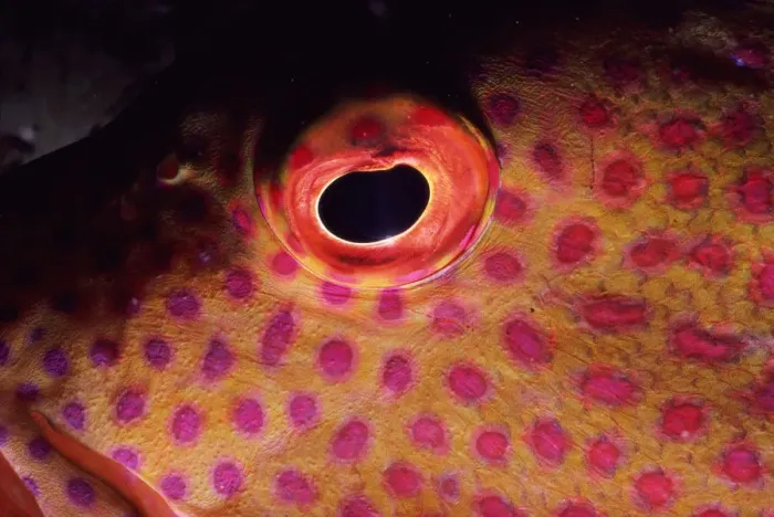 Framed Print : Grouper (Serranidae), detail of eye