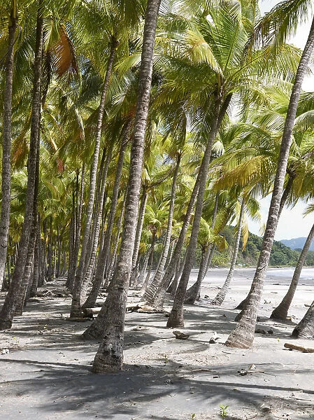 Grove of palm trees on the beach, Playa Carryllo, Nicoya Peninsula, Costa Rica, Central America