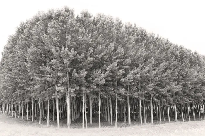Framed Print : A grove of poplar trees Framed Print : A grove of poplar trees