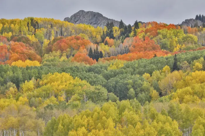 Framed Print : Groves of aspens in orange and yellow along Dyke, Kebler Pass, Colorado, USA Framed Print : Groves of aspens in orange and yellow along Dyke, Kebler Pass, Colorado, USA