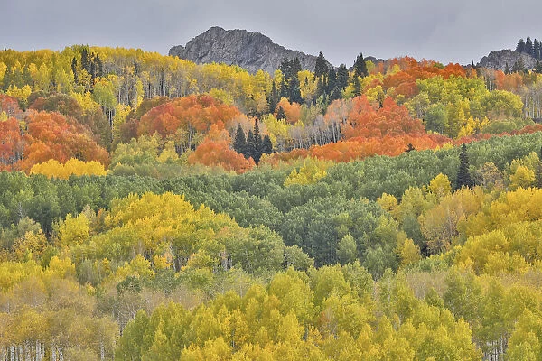 Groves of aspens in orange and yellow along Dyke, Kebler Pass, Colorado, USA