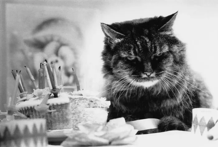 Framed Print : Grumpy Birthday Framed Print : Grumpy Birthday