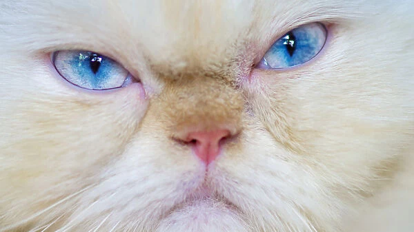 Grumpy Himalayan Cat, close up