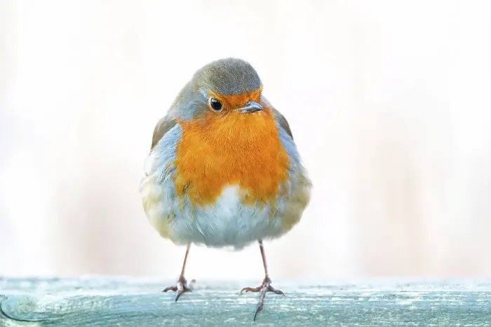 Framed Print : The Grumpy Robin Redbreast Framed Print : The Grumpy Robin Redbreast