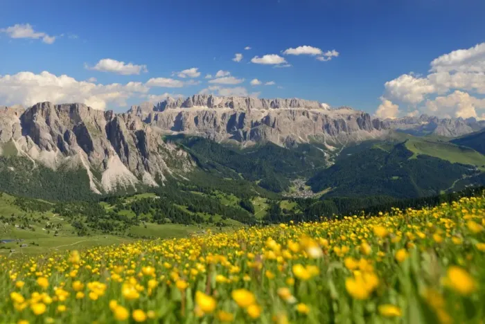Framed Print : Gruppo Sella with a flowery foreground, Dolomites