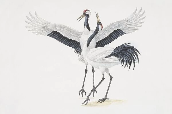 Grus japonensis, two Japanese Red Crowned Cranes, one bending its neck backwards and the other flapping its wings, side view