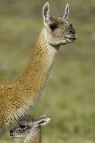 Guanaco calf and its mother on grassy slope