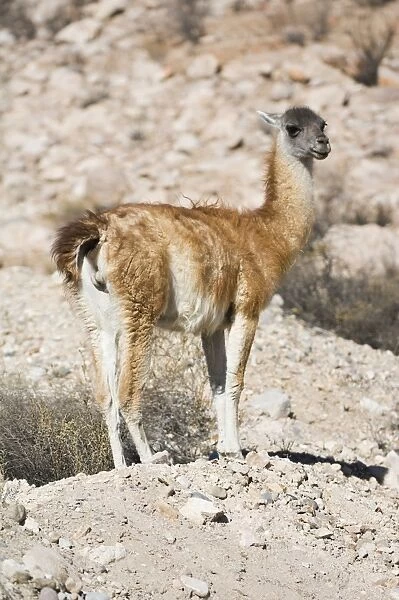 Guanaco (Lama guanicoe), Lauca National Park, Arica and Parinacota Region, Chile, South America