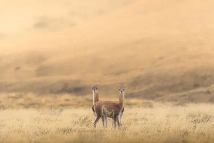 Framed Print : Two guanaco standing in the field Framed Print : Two guanaco standing in the field