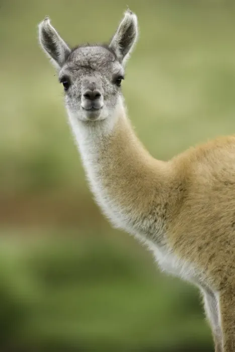Framed Print : Guanaco young calf standing in grass Framed Print : Guanaco young calf standing in grass