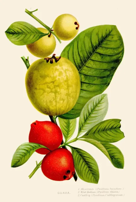 Framed Print : Guava fruit illustration 1891 Framed Print : Guava fruit illustration 1891