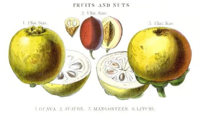 Framed Print : Guava Mangosteen Jujube fruit engraving 1857 Framed Print : Guava Mangosteen Jujube fruit engraving 1857