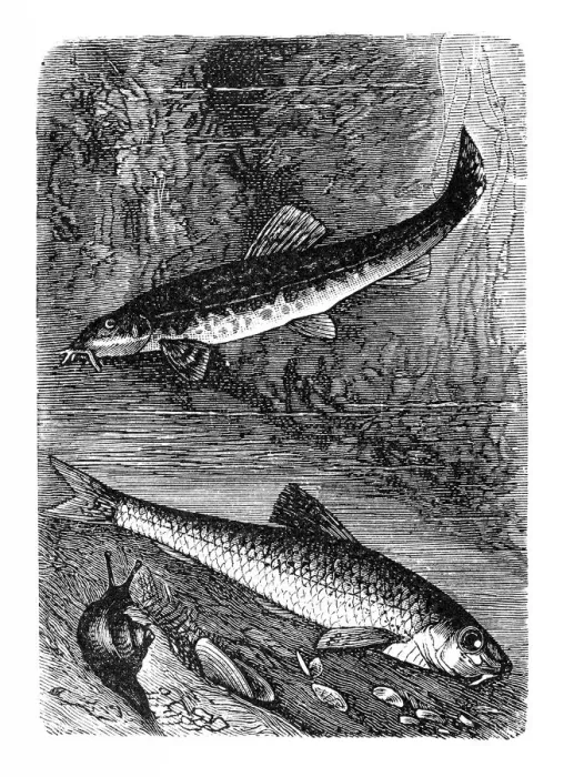 Framed Print : Gudgeon (Gobio gobio) or stone loach (Barbatula barbatula) Framed Print : Gudgeon (Gobio gobio) or stone loach (Barbatula barbatula)