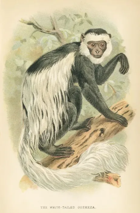 Framed Print : Guereza primate 1894 Framed Print : Guereza primate 1894