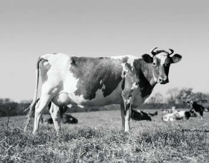 Framed Print : Guernsey cow Framed Print : Guernsey cow