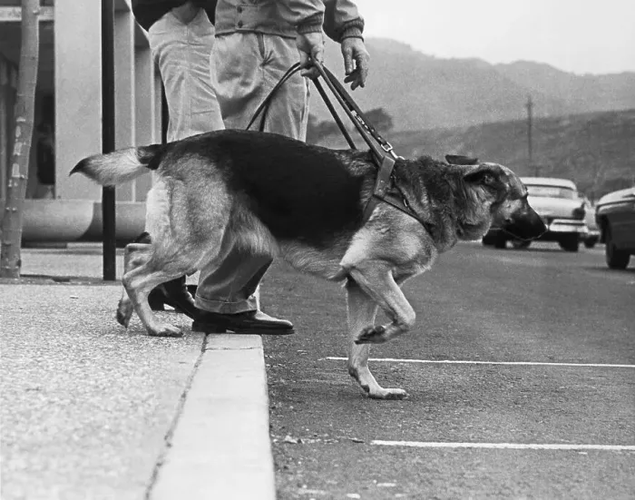 Framed Print : Guide Dog Leading His Master Framed Print : Guide Dog Leading His Master