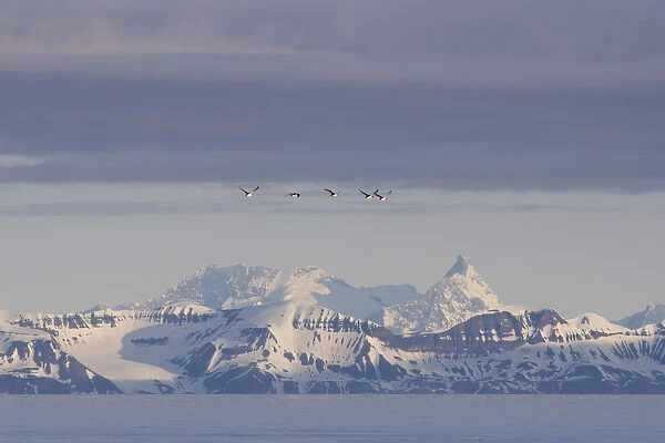 Guillemots or Murres -Uria- flying in front of the mountains of the east coast of Spitsbergen, Spitsbergen Island, Svalbard Archipelago, Svalbard and Jan Mayen, Norway
