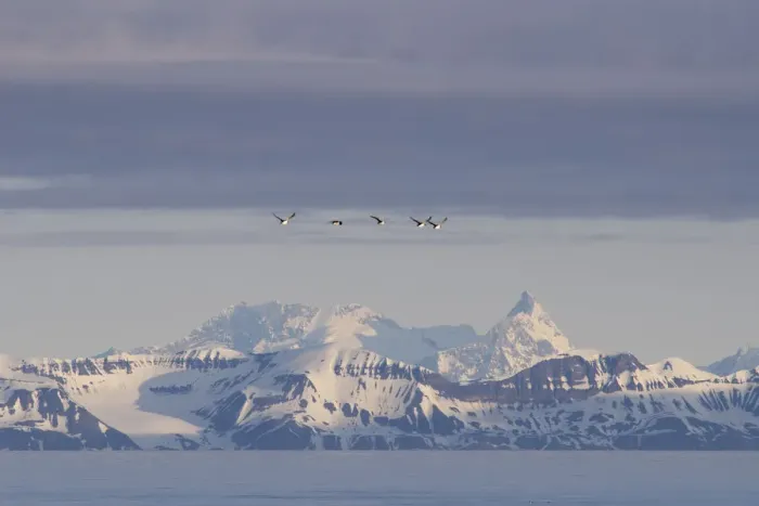 Framed Print : Guillemots or Murres -Uria- flying in front of the mountains of the east coast of Spitsbergen, Spitsbergen Island, Svalbard Archipelago, Svalbard and Jan Mayen, Norway Framed Print : Guillemots or Murres -Uria- flying in front of the mountains of the east coast of Spitsbergen, Spitsbergen Island, Svalbard Archipelago, Svalbard and Jan Mayen, Norway