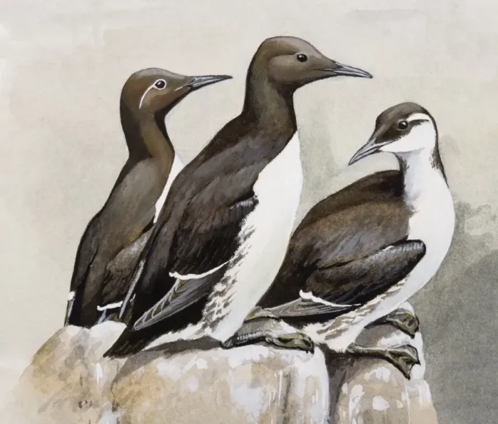 Framed Print : Three Guillemots (Uria aalge), perching on a rock, side view