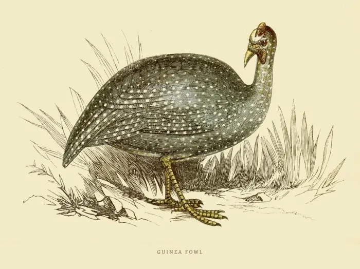 Framed Print : Guinea fowl illustration 1851