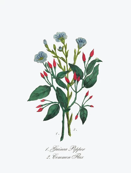Guinea Pepper and Common Flax Victorian Botanical Illustration