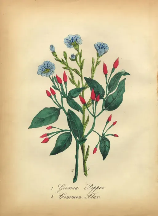 Framed Print : Guinea Pepper and Common Flax Victorian Botanical Illustration Framed Print : Guinea Pepper and Common Flax Victorian Botanical Illustration